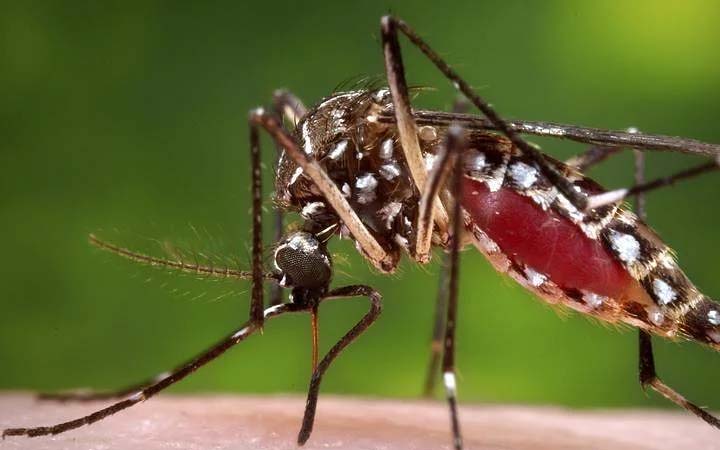 রাজধানীতে আবারও ডেঙ্গুর ঝুঁকি